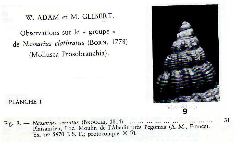 Nassarius.... serraticosta ??? (Bronn, 1831)